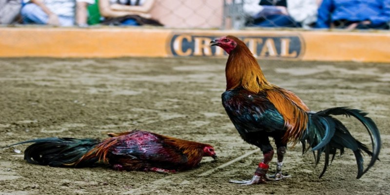 Đá gà cựa dao là phiên bản giải trí ăn khách nhất hiện nay